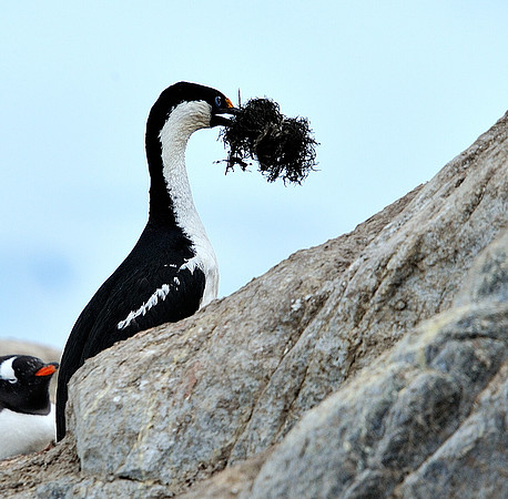 Imperial Shag, with nesting material.