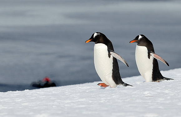 Gentoo on the ice .