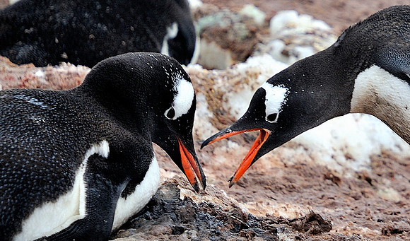 Gentoo conversation .