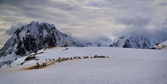 Gentoo rookery, Booth Island .