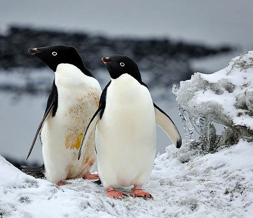 Adelie pair.