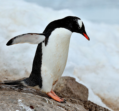 Gentoo ready for a swim.