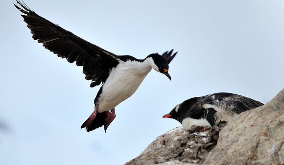 Imperial Shag , approching the nest.