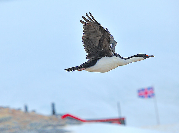 Imperial Shag, Port Lockroy , British reserch station.