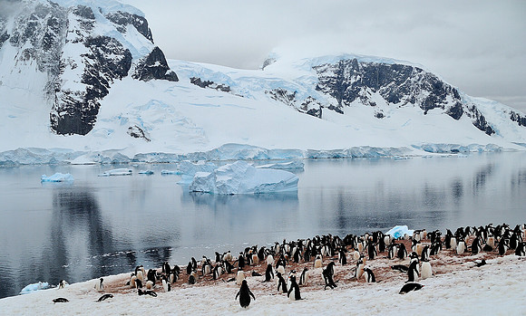 Gentoo rookery .