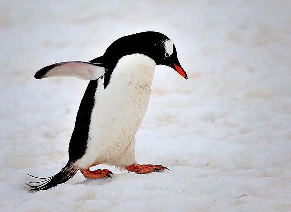 Gentoo out for a walk.