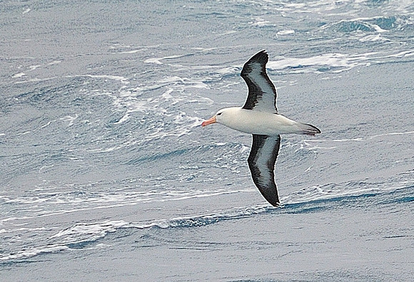 Black browed Albatrosse.