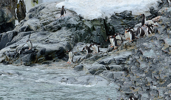 All lined up. Gentoo's going for a swim.