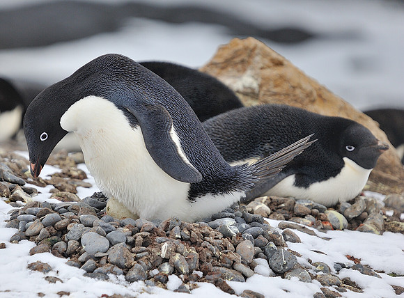Getting comfortable on the nest,  Adelie.