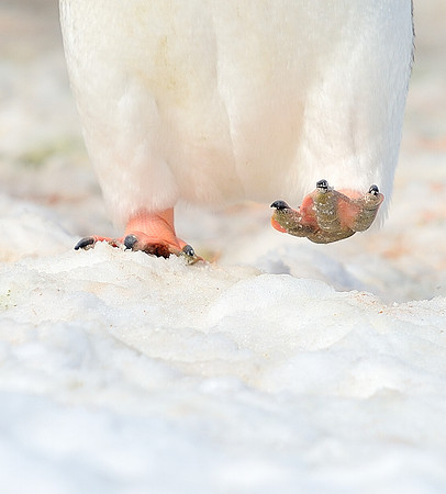 Adelie feet.