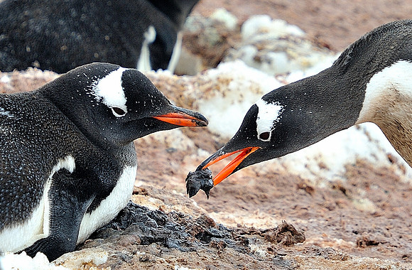 Placeing the rock in the nest. Gentoo