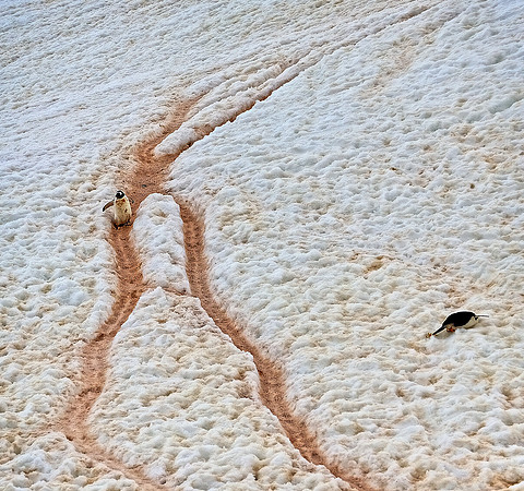 Gentoo on the highway .