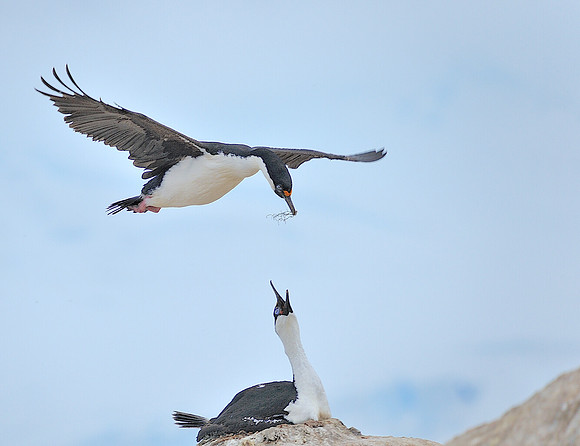 Imperial Shag over the nest.