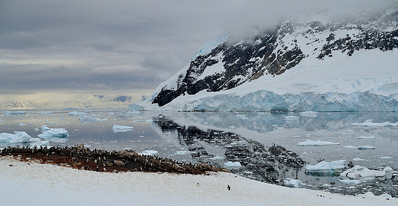 Gentoo nesting site. Lemaire cove.