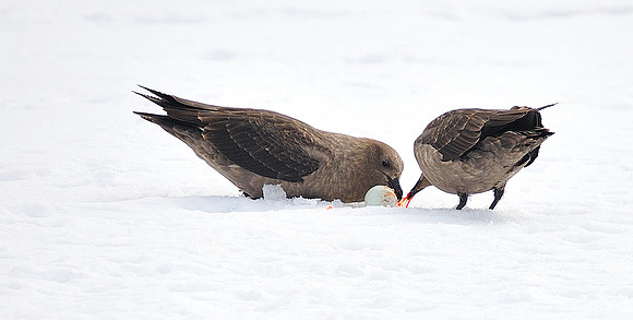 Brown Skua eating stolen egg .