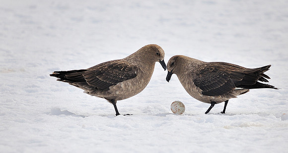 Brown Skua with stolen Gentoo egg .