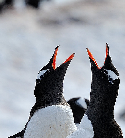 Close up Gentoo duo.