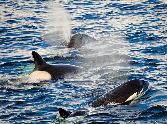Killer whales , in a pod.