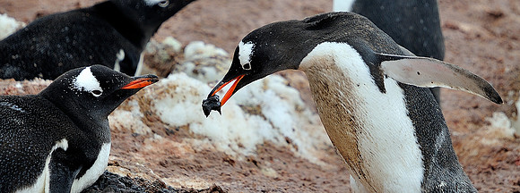 Gentoo love , passing the rock .