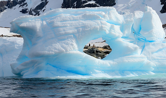 Gentoo"s through a hole in the ice.