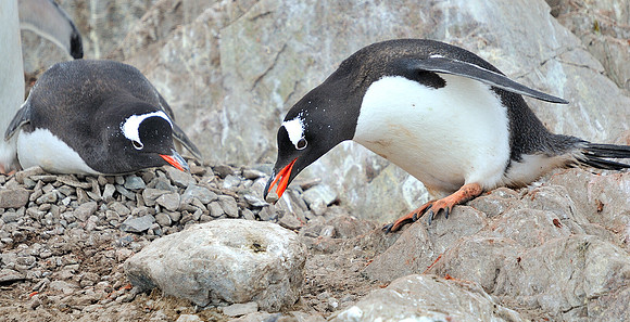 Gentoo couple arranging their nest .