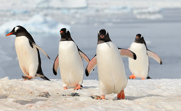 Gentoo buddies.