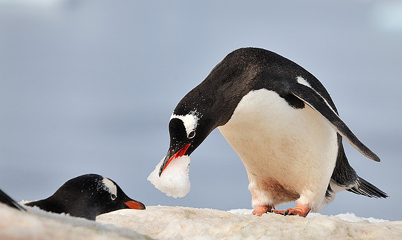 Gentoo mates .