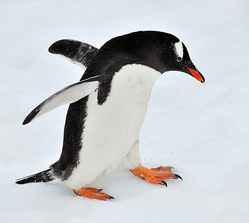 Gentoo adult .