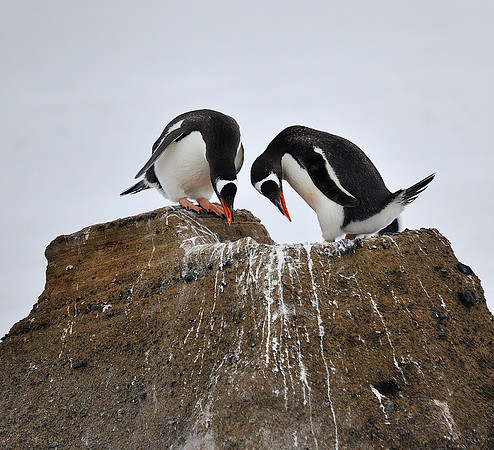 Gentoo pair.