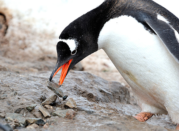 Gentoo, placeing the rock.