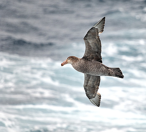 Giant Petrel.
