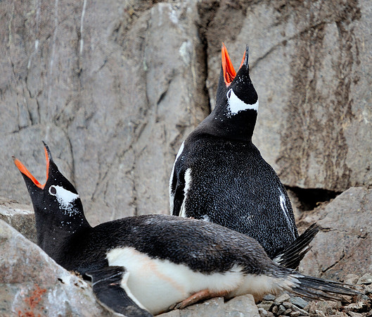 Gentoo, singing .