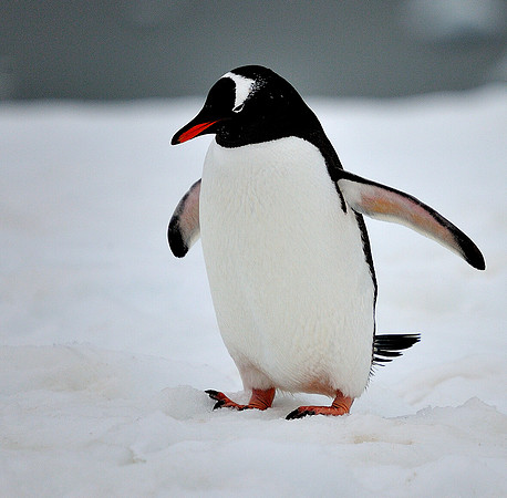 Gentoo on the ice .