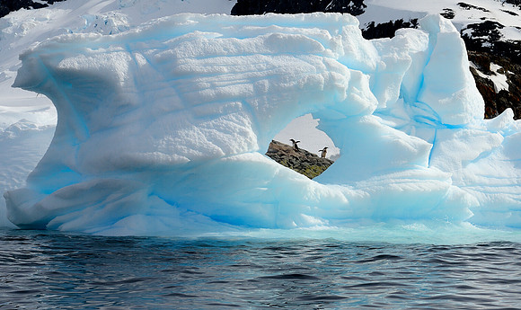 Gentoo's through the ice.