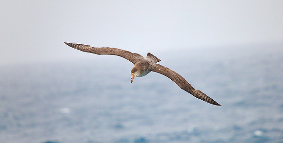 Giant Petrel.