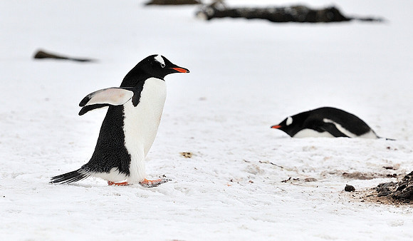 Gentoo on the stroll .