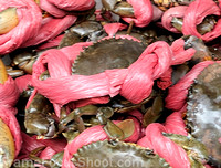Hard crabs ready for market.