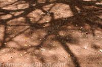 Tree shadows in Cuban courtyard.