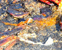 Crushed land crab.
