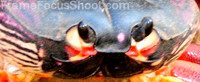 Land crab eyes.
