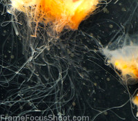 Jelly fish.