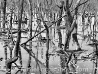 Dead mangroves.