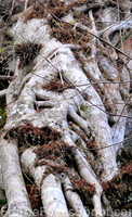 Swamp tree.