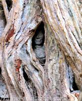 Face in a tree.