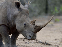 ADULT RHINO