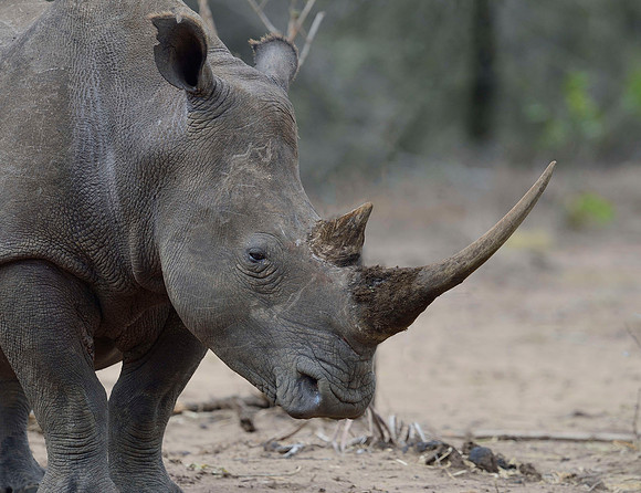 ADULT RHINO