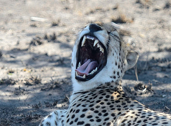 CHEETAH MOUTH