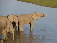 ELEPHANTS WATER