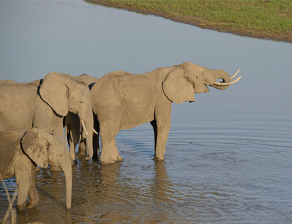 ELEPHANTS WATER