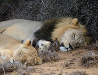 LION & LIONESS